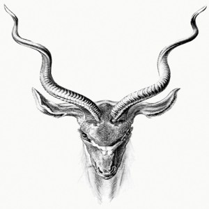 ดาวน์โหลดและฟังเพลง Gazelle Dance พร้อมเนื้อเพลงจาก Emergent