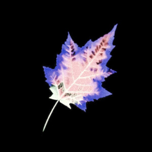 ดาวน์โหลดและฟังเพลง End Of Time (Explicit) พร้อมเนื้อเพลงจาก Euesthesia