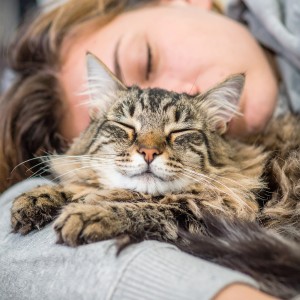 ดาวน์โหลดและฟังเพลง Vibraciones Para Gatos Tranquilos พร้อมเนื้อเพลงจาก Proyecto Música para Gatos