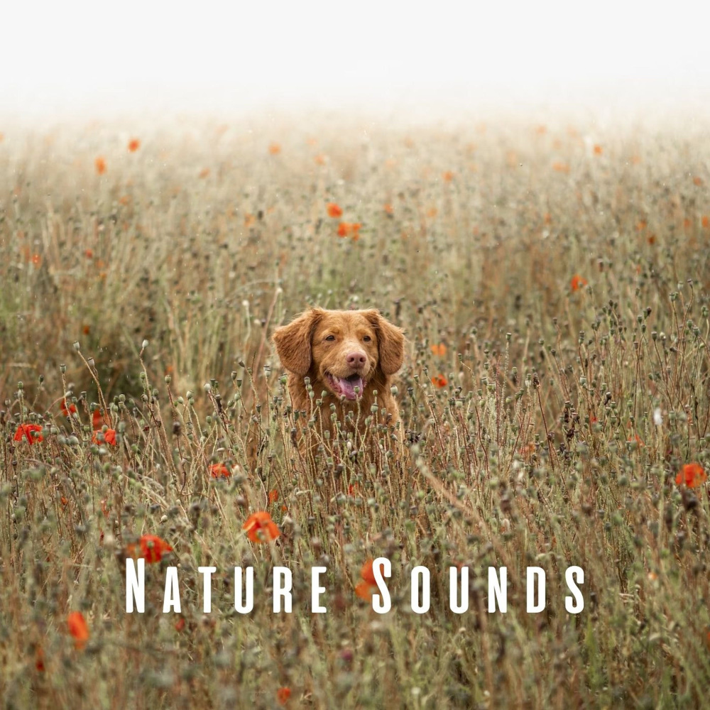 Dreamy Nature Reverie