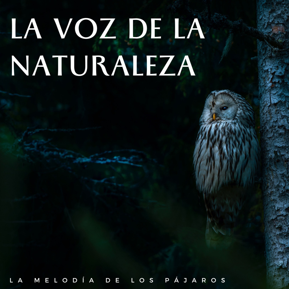 Concierto De Aves