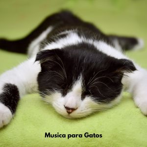 อัลบัม Musica para Gatos ศิลปิน Música para Gatos Curacion