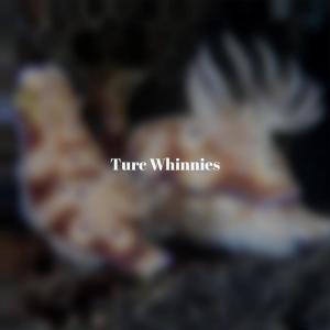 Listen to Turc Whinnies song with lyrics from Olas Dason