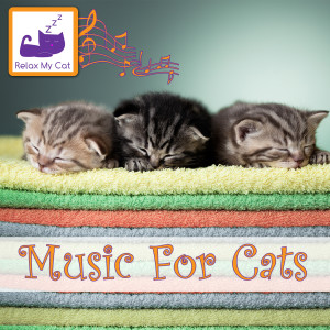 ดาวน์โหลดและฟังเพลง Music for Cats พร้อมเนื้อเพลงจาก RelaxMyCat