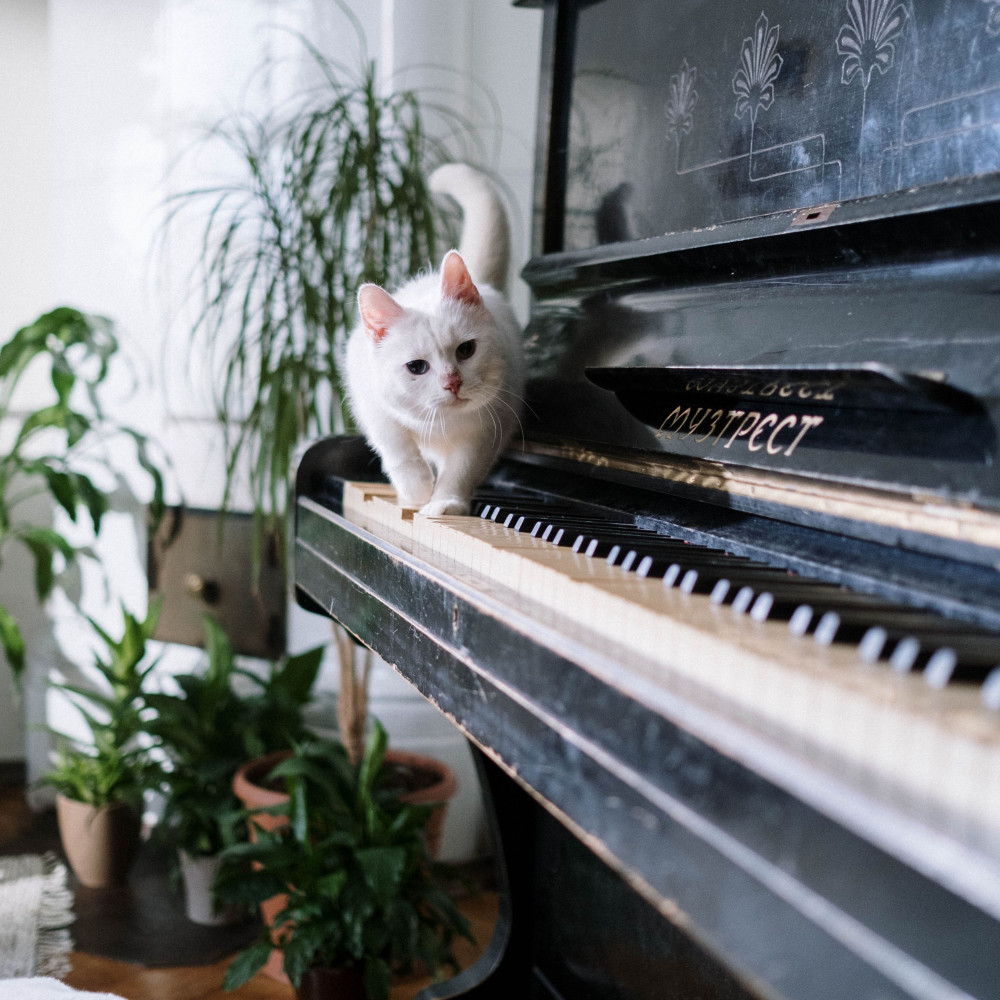 Harmony Piano Whiskers Enriches