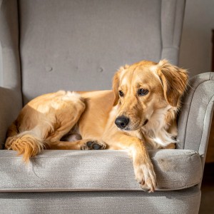 Relajación sonora para criaturas的專輯Hip Hop Sereno Para Mascotas Con Ansiedad