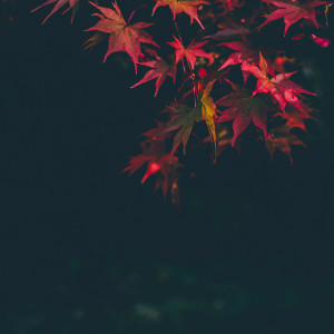 ดาวน์โหลดและฟังเพลง Autumn พร้อมเนื้อเพลงจาก 데일리 스케치