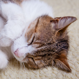 The White Noise的專輯Zen Cat Dreams: White Noise for Serene Feline Sleep