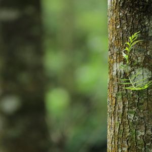 ดาวน์โหลดและฟังเพลง Aguas Zen พร้อมเนื้อเพลงจาก Ambiente