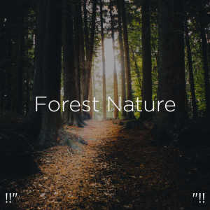 收聽Nature Sounds的Calming Ambience歌詞歌曲
