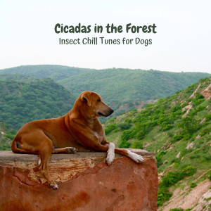 Cicadas in the Forest: Insect Chill Tunes for Dogs dari Relating Noises