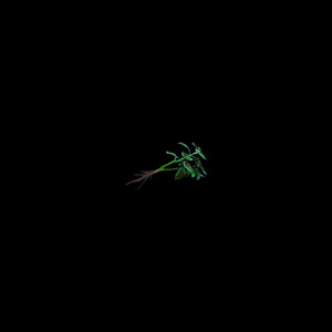 Listen to Will You Take the Green Herb? song with lyrics from Aero Chord