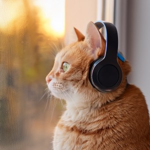 อัลบัม Music For Cats And Their Quiet Moments ศิลปิน Cat Dreams