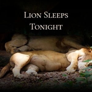 Album Lion Sleeps Tonight oleh Silvia Natiello-Spiller