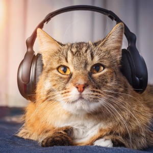 Music For Cats的專輯Cats’ Quiet Tunes: Music for Feline Serenity