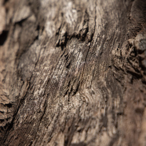 ดาวน์โหลดและฟังเพลง Peace of the Forest พร้อมเนื้อเพลงจาก Yoga Music