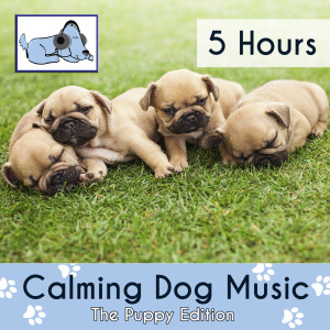 ดาวน์โหลดและฟังเพลง Sleeping Side by Side พร้อมเนื้อเพลงจาก Relaxmydog