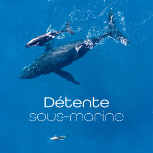 Détente sous-marine (Sons de l'eau et des animaux marins avec une douce musique de fond) dari Zen Ambiance D'eau Calme