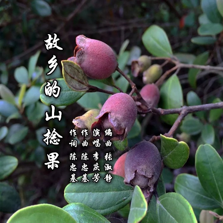 故乡的山捻果 (伴奏)