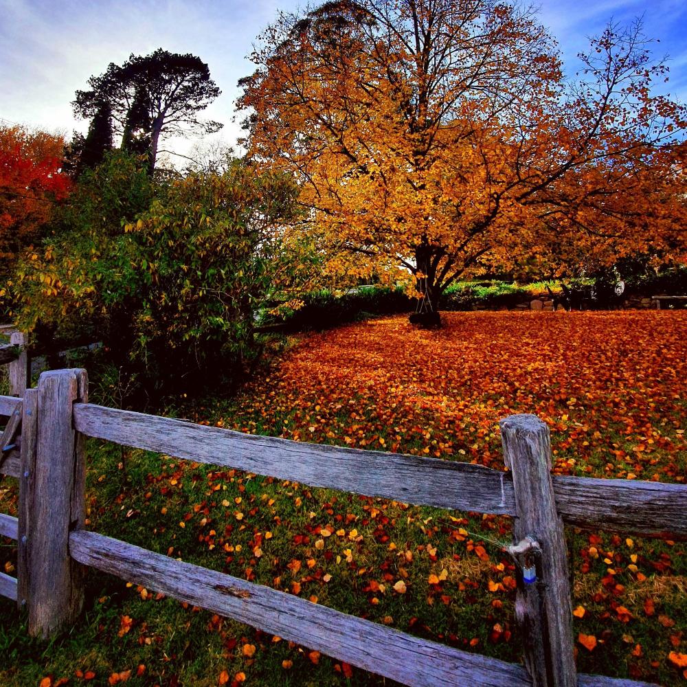 Autumn's Theme