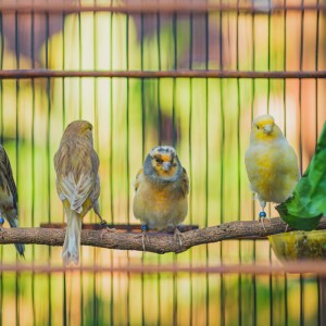 Dengarkan Burung Kenari lagu dari Sef suprati dengan lirik