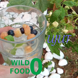 Album Wild Food 0 (Explicit) from Ujut