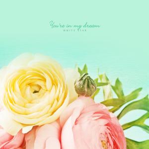 Album In my dreams you from 