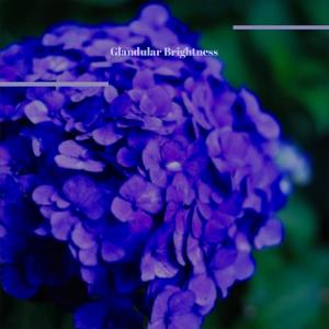 的专辑Glandular Brightness