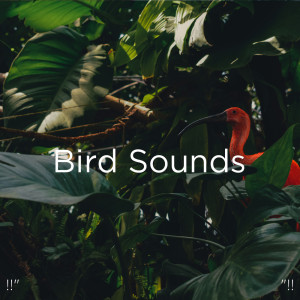 收聽Nature Sounds的Bird Sounds歌詞歌曲
