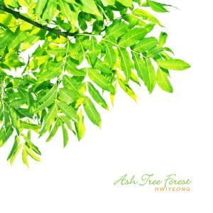Dengarkan lagu Ash Tree Forest nyanyian Hwiyeong dengan lirik