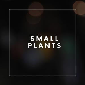 Cherry的專輯Small Plants (Live)