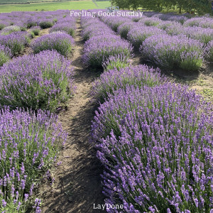 ดาวน์โหลดและฟังเพลง Feeling Good Sunday พร้อมเนื้อเพลงจาก LayDone