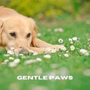 收聽Chiens relaxation profonde的Calm Reflections (Loopable, No Fade)歌詞歌曲