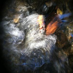 收聽Carrington Times的The River歌詞歌曲