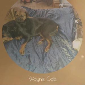 Various的专辑Wayne Cats