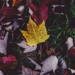 ดาวน์โหลดและฟังเพลง October (Explicit) พร้อมเนื้อเพลงจาก 데일리 스케치