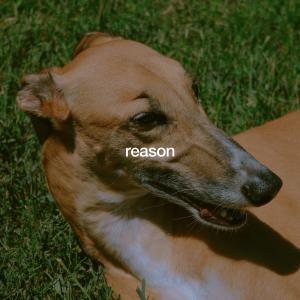 Reason (Explicit)