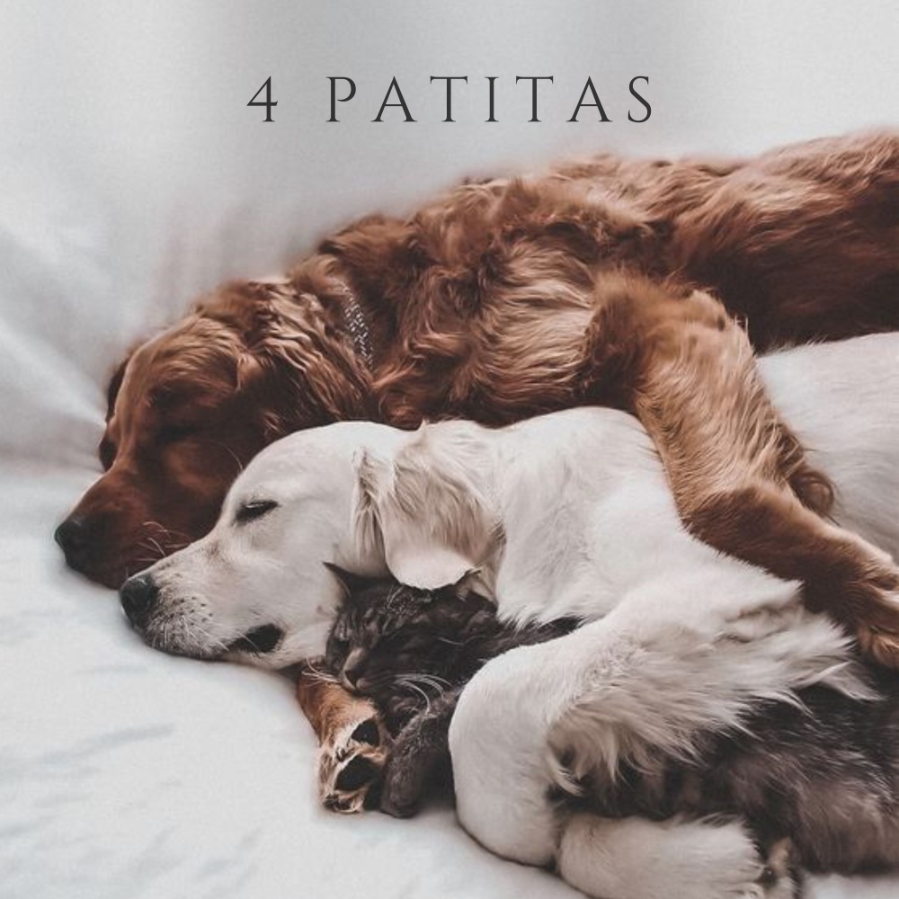 4 Patitas