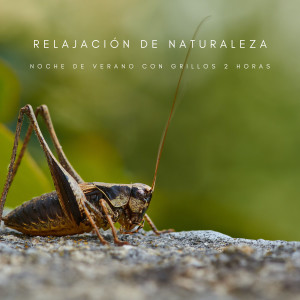 Album Relajación De Naturaleza: Noche De Verano Con Grillos - 2 Horas from Fábrica de Calma