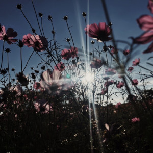 Dengarkan lagu บทความของดอกไม้(The Story of Flower) (Explicit) nyanyian foeat dengan lirik