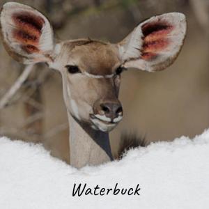 Album Waterbuck oleh Various