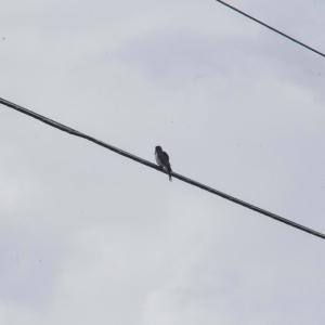 收听Moribund的Last Light歌词歌曲