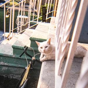 ดาวน์โหลดและฟังเพลง Next Year (Single Edit) พร้อมเนื้อเพลงจาก Jaguar Sun