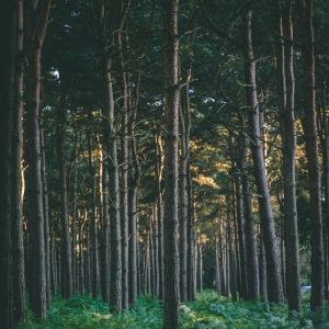 Listen to Mild song with lyrics from Deep Sleep