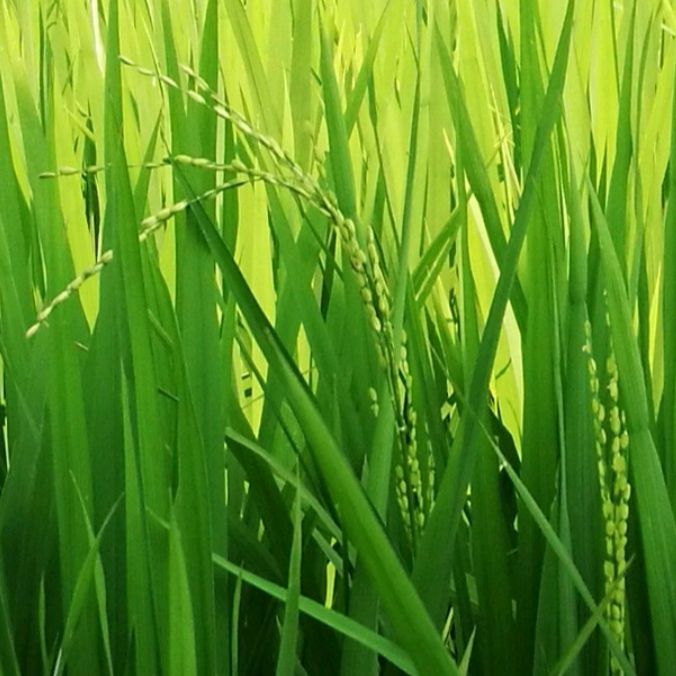 心雨