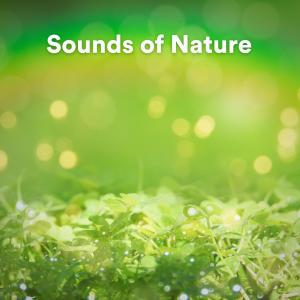 Listen to Relaxing Ocean Sounds, Pt. 9 song with lyrics from Ocean Sounds