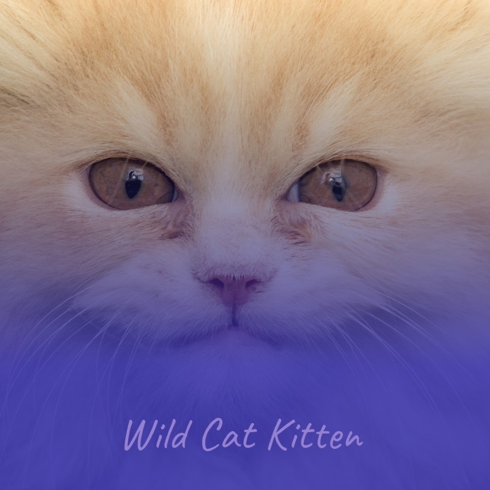 Wild Cat Kitten