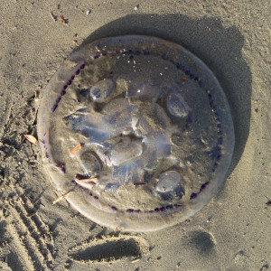 Listen to jellyfish song with lyrics from Tommaso casigliani