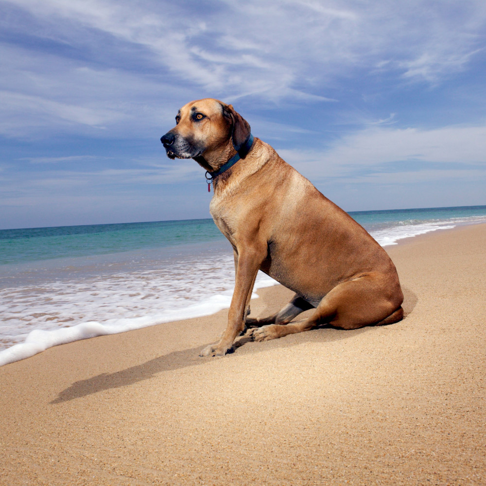 Fetch Goes Coastal Now