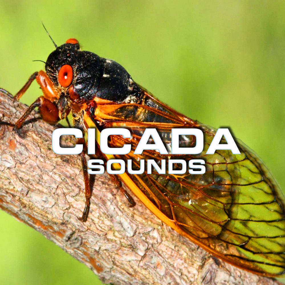 Therapy Cicada Sounds